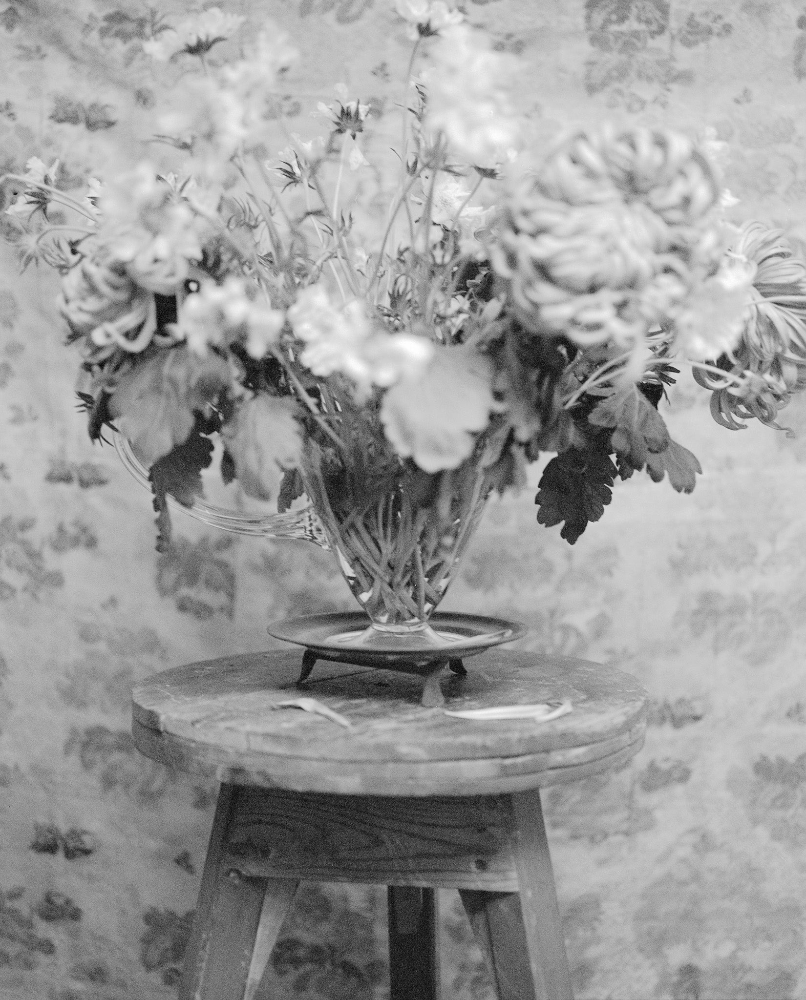 Collection Image